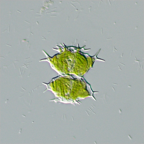 Staurastrum protectum
