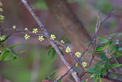 Acrotriche divaricata