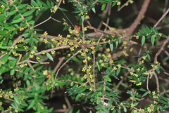 Acrotriche divaricata