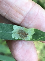 Calycomyza promissa