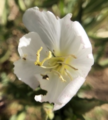 Oenothera deltoides
