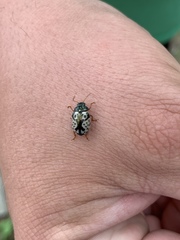 Calligrapha confluens