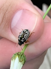 Calligrapha confluens