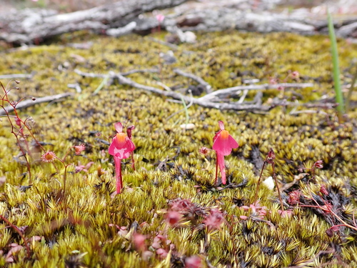 Image of Utricularia menziesii by (c) Nina Kerr, some rights reserved (CC BY)
