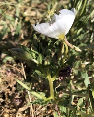 Oenothera deltoides