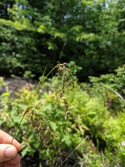 Scirpus atrocinctus