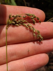 Scirpus atrocinctus