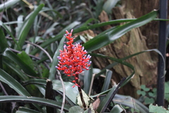Aechmea miniata