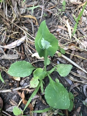 Calycomyza promissa