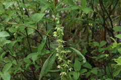 Epipactis papillosa