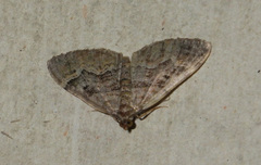 Xanthorhoe quadrifasiata