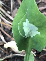 Calycomyza promissa