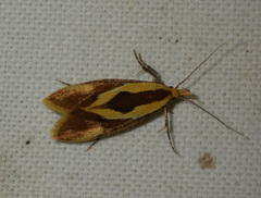 Harpella forficella