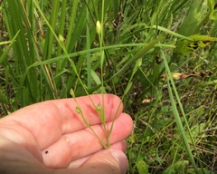 Linum medium texanum