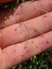 Dichanthelium depauperatum