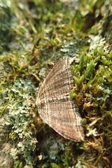 Anticlea multiferata