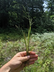 Dichanthelium depauperatum