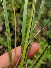 Dichanthelium depauperatum