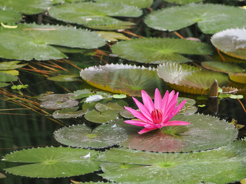 Nymphaea rubra