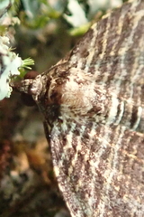 Anticlea multiferata