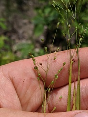 Dichanthelium depauperatum