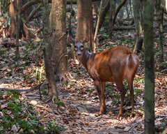 Red Brocket photo 1
