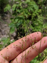 Dichanthelium depauperatum