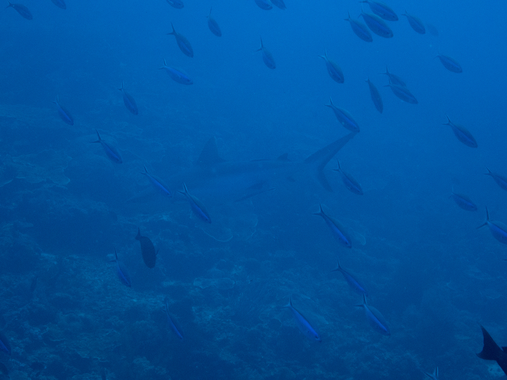 Grey Reef Shark (Carcharhinus amblyrhynchos) - recorded at Crystal Rock