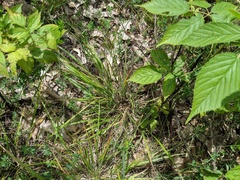 Dichanthelium depauperatum