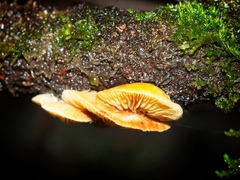 Crepidotus nephrodes