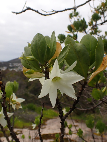 Sticky tailflower (Anthocercis viscosa)