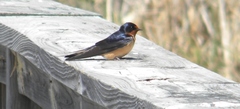 Hirundo rustica erythrogaster