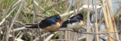 Hirundo rustica erythrogaster