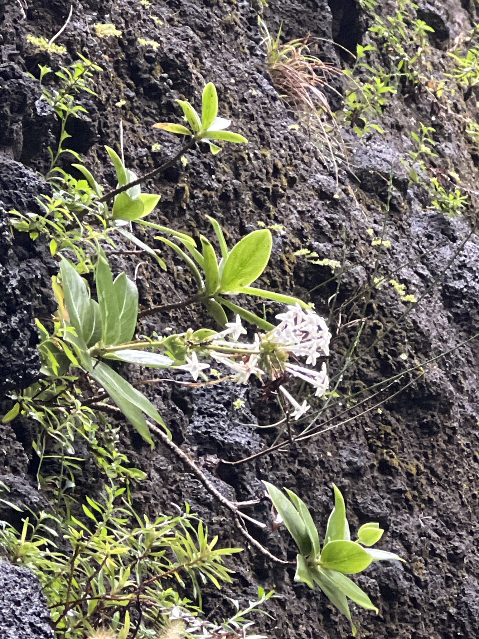 Kadua formosa