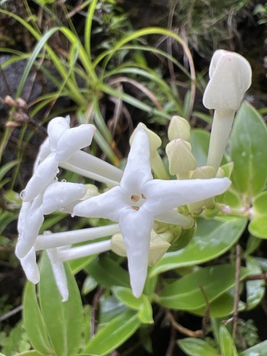 Kadua formosa observed 2024-09-26