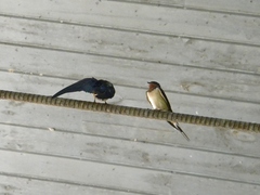 Hirundo rustica erythrogaster