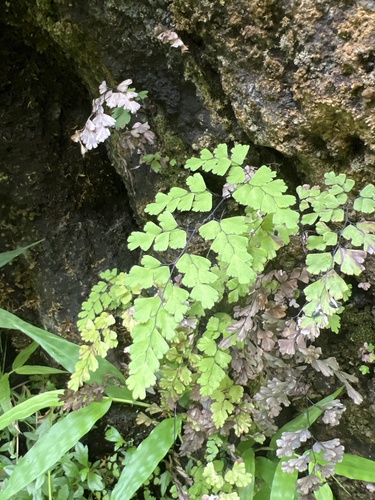 Adiantum capillus-veneris observed 2024-09-26