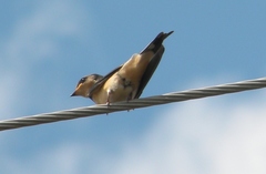 Hirundo rustica erythrogaster