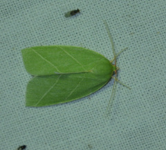 Bena bicolorana