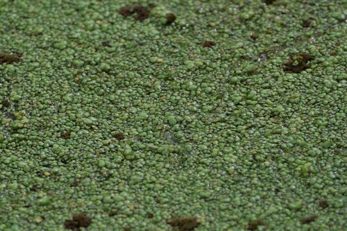 Spirodela intermedia