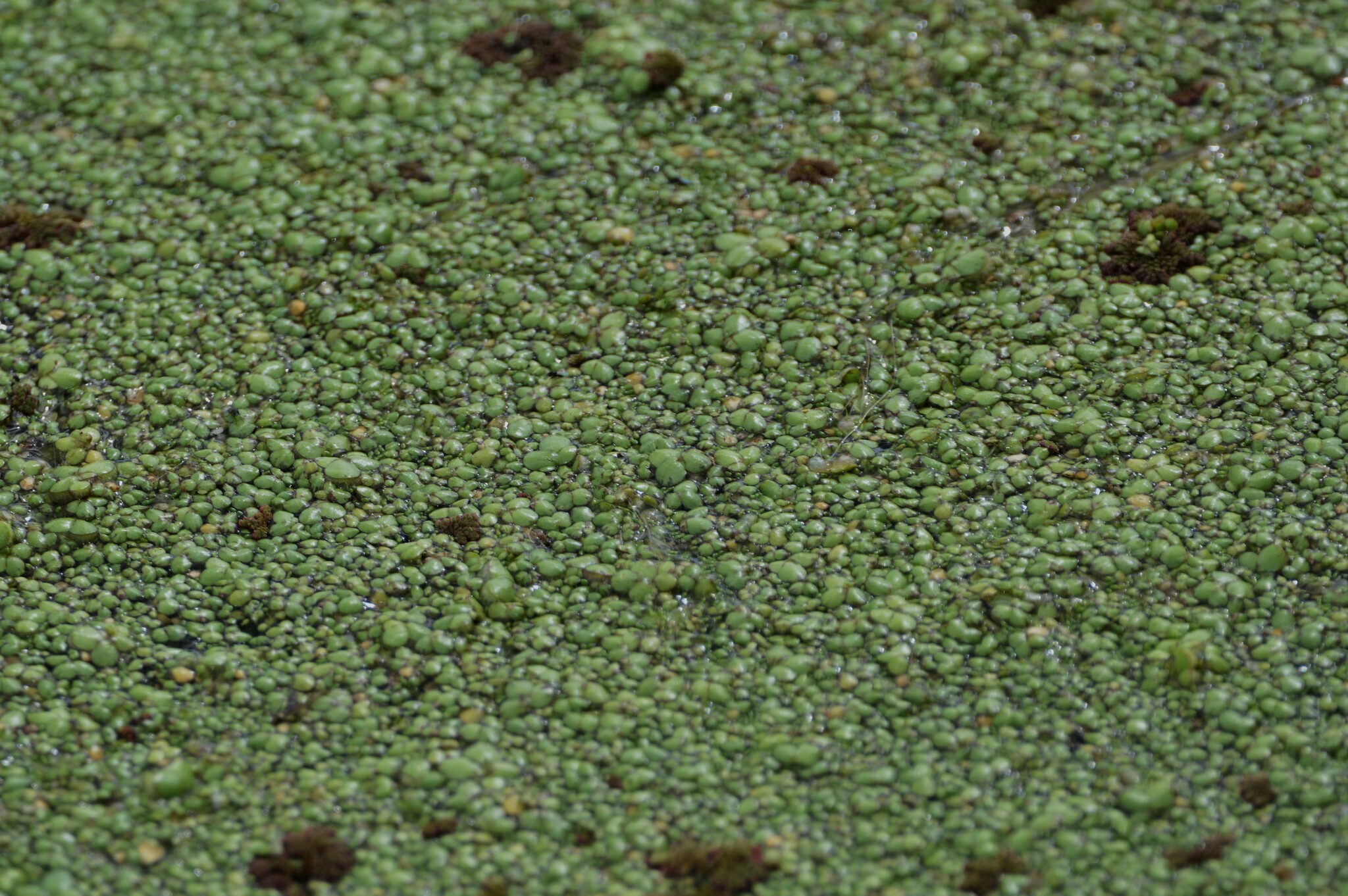 Spirodela intermedia