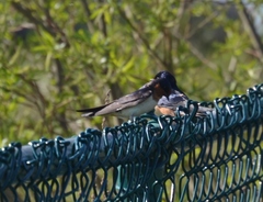 Hirundo rustica erythrogaster