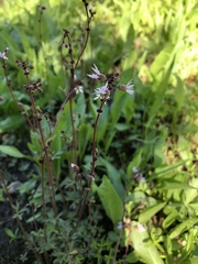 Lithophragma glabrum