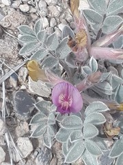 Astragalus newberryi