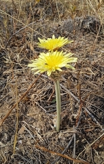 Turkmenian dandelion (Taraxacum turcomanicum)