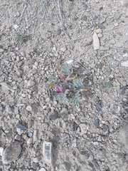 Astragalus newberryi