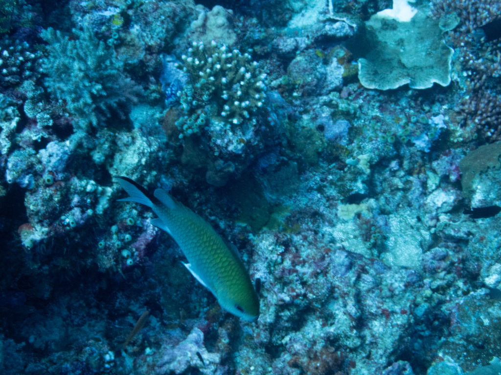 Philippines Chromis