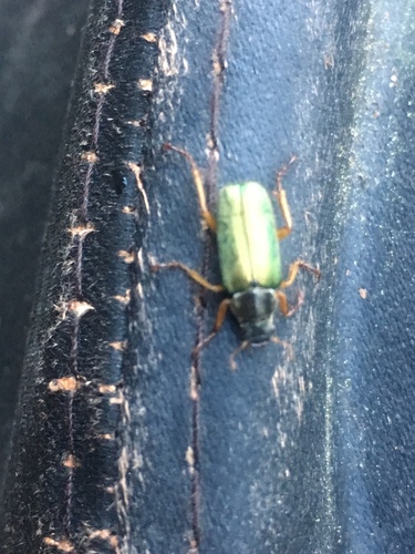 iNaturalist observation photo of Green Rose Chafer
