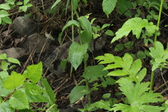 Epipactis papillosa