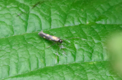 Euspilapteryx auroguttella